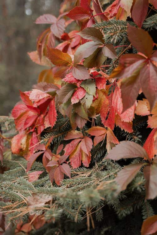 A collection of fall leaves on the ground.