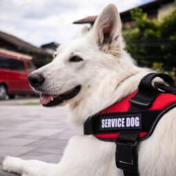Service dog lays on ground