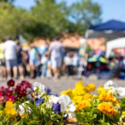 Flowers grow in the foreground as people enjoy a festival defocused in the background.